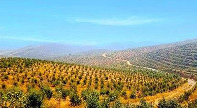 智慧政策云：广西壮族自治区人民政府关于实施 油茶“双千”计划助推乡村产业振兴的意见