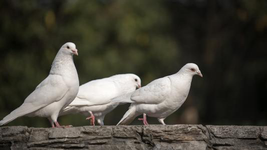 病鸽冒充伤鸽卖 中山门“鸽市”为嘛治不了