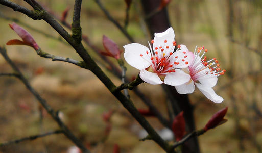 市区16日已入春 津城今年入春偏早