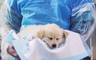 宠物看病为何比人贵 揭开宠物医疗行业背后真相