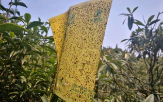 地产碧螺春茶今天正式开采 最高价16000元/斤