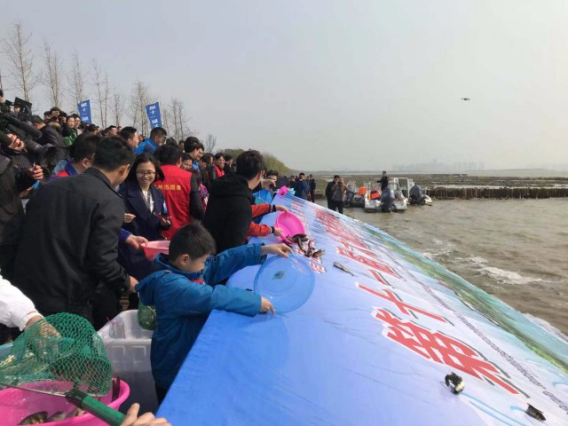 100多万尾花鲢被放流入太湖 十年放流鱼苗6亿多尾