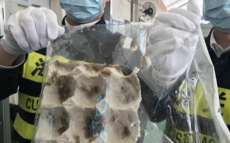 密恐慎入！深圳查获从香港运来的600多只活体蟋蟀