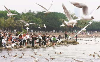 深圳湾的赤颈鸭、琵嘴鸭、鸬鹚…我们明年再见啦！