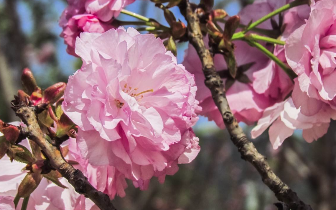 沪上开启踏春赏花模式 各大公园花开满园