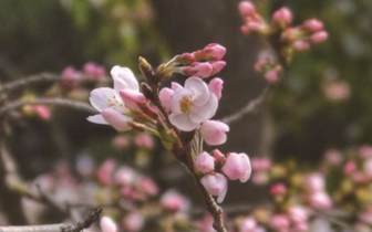 南林大樱花灿若云霞化身报春使者 学校开门迎客