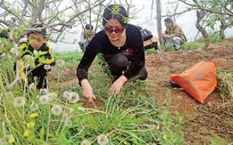 市民近期踏青挖野菜 南京野菜分布地图发布