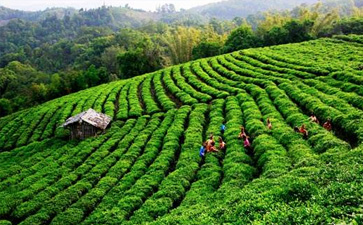 江西省人民政府办公厅关于进一步加快江西茶产业发展的实施意见