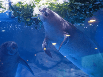 断崖式降温！上海海昌海洋公园海狮海豹加餐过冬